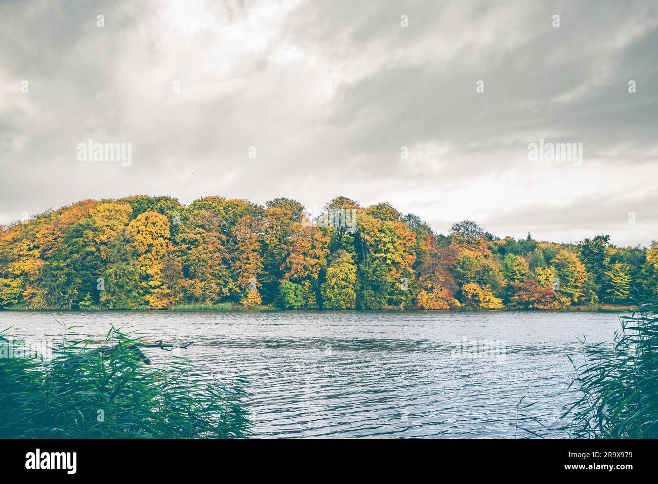 Bunter Herbst Bäume an einem See im Herbst mit goldenen Blättern in herbstlichen Farben an einem bewölkten Tag im Oktober Stockfoto