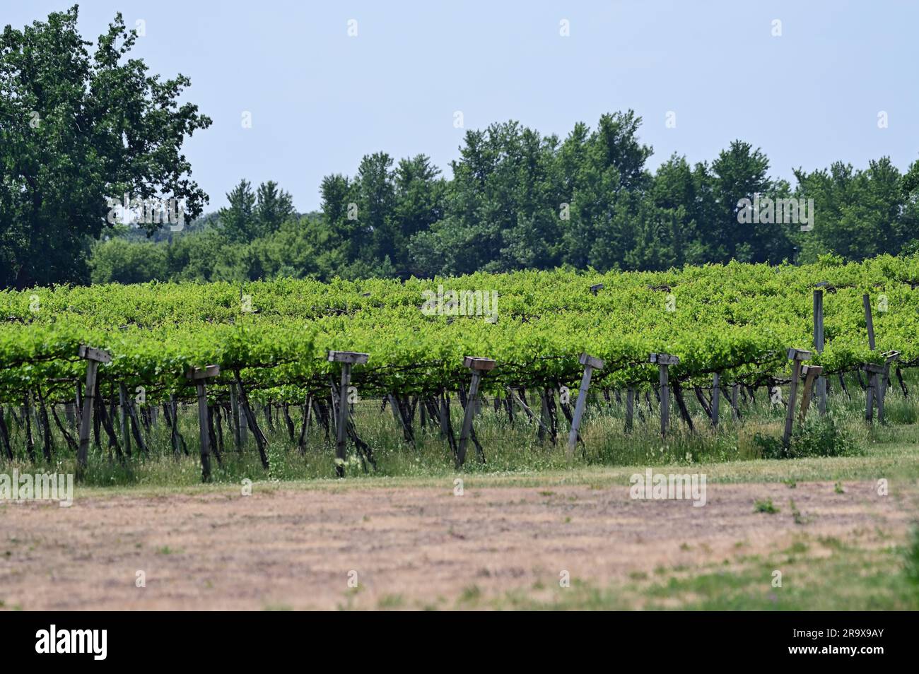 Elburn, Illinois, USA. Reife Trauben, die sich an Reben in einem Weingut im Nordosten von Illinois festkleben. Stockfoto