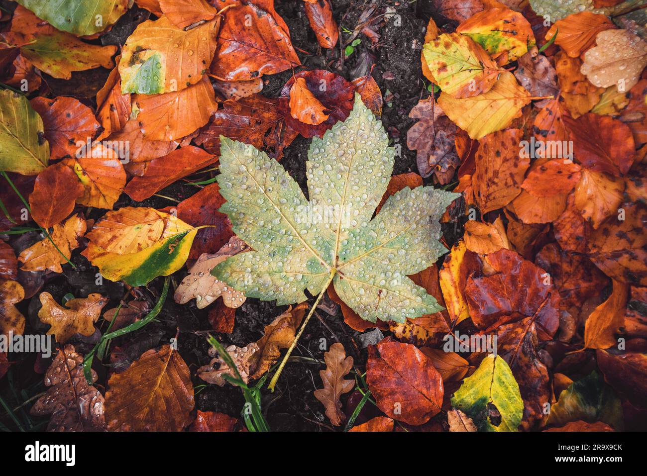 Herbst Ahornblatt in einem Wald mit verschiedenen Herbst Laub auf dem Boden im Herbst mit Tau und schönen Herbstfarben Stockfoto