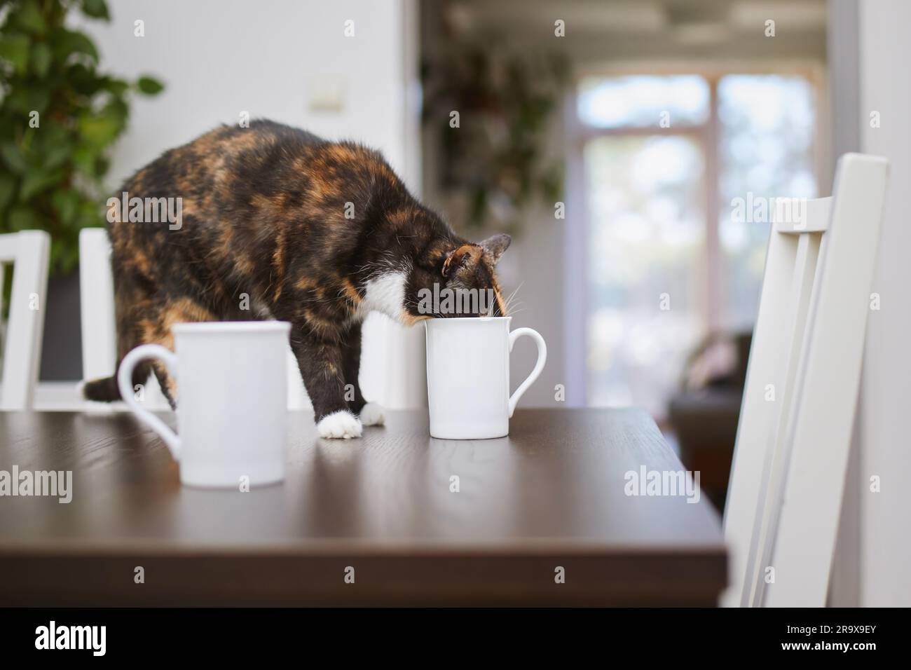 Die ungezogene Katze trinkt zu Hause aus dem Becher auf dem Esstisch. Haustier. Stockfoto