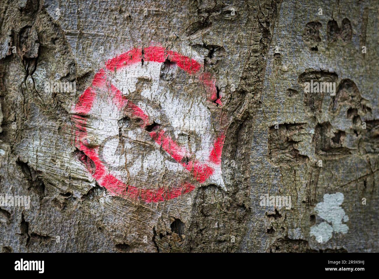 Fahrrad verboten Schild in rote und weiße Farbe auf einen alten Baum auf einem Nture Weg im Wald Stockfoto