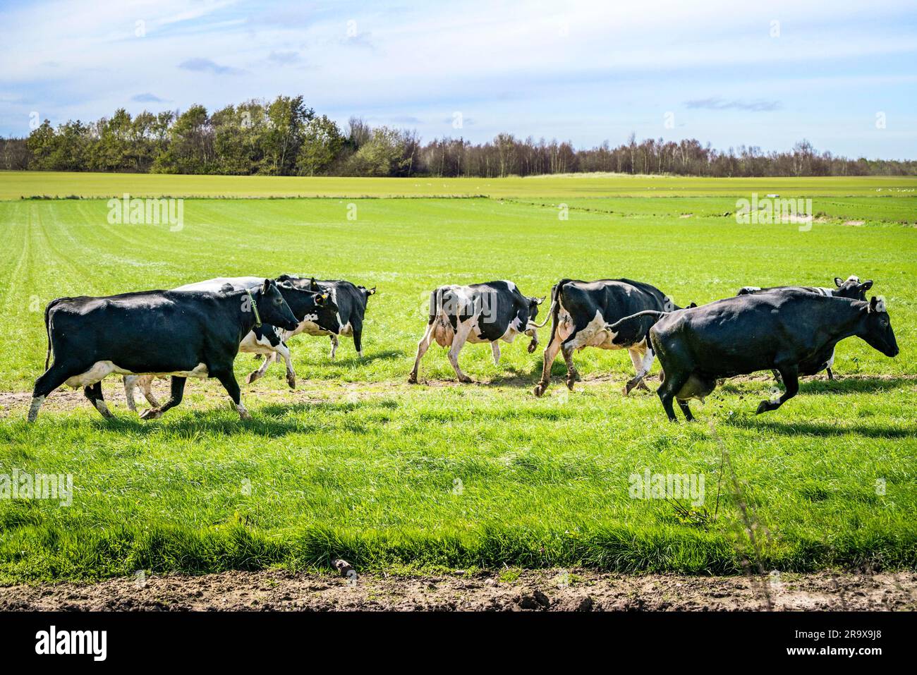 Rinder auf dem Rasen zum ersten Mal im Frühjahr laufen und springen in Aufregung Stockfoto