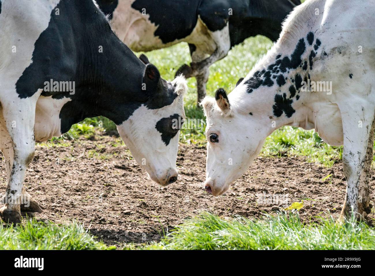 Schwarz / Weiß Kuh den Kopf auf einem ländlichen Gebiet im Frühjahr Stockfoto