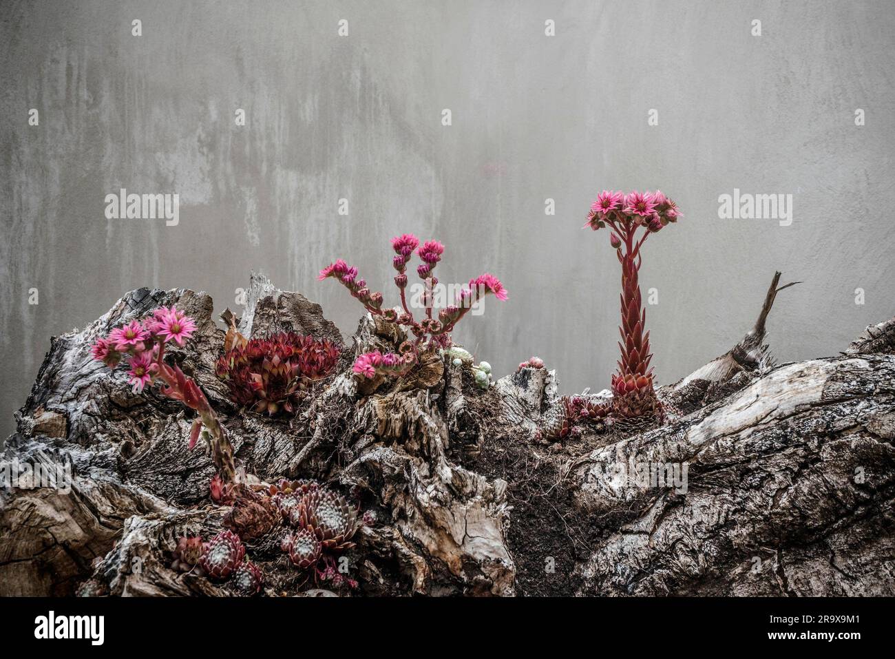 Surreale Blumen in violett Farben suchen fremd und von anderen Raum wachsen auf mystischen Felsen Stockfoto
