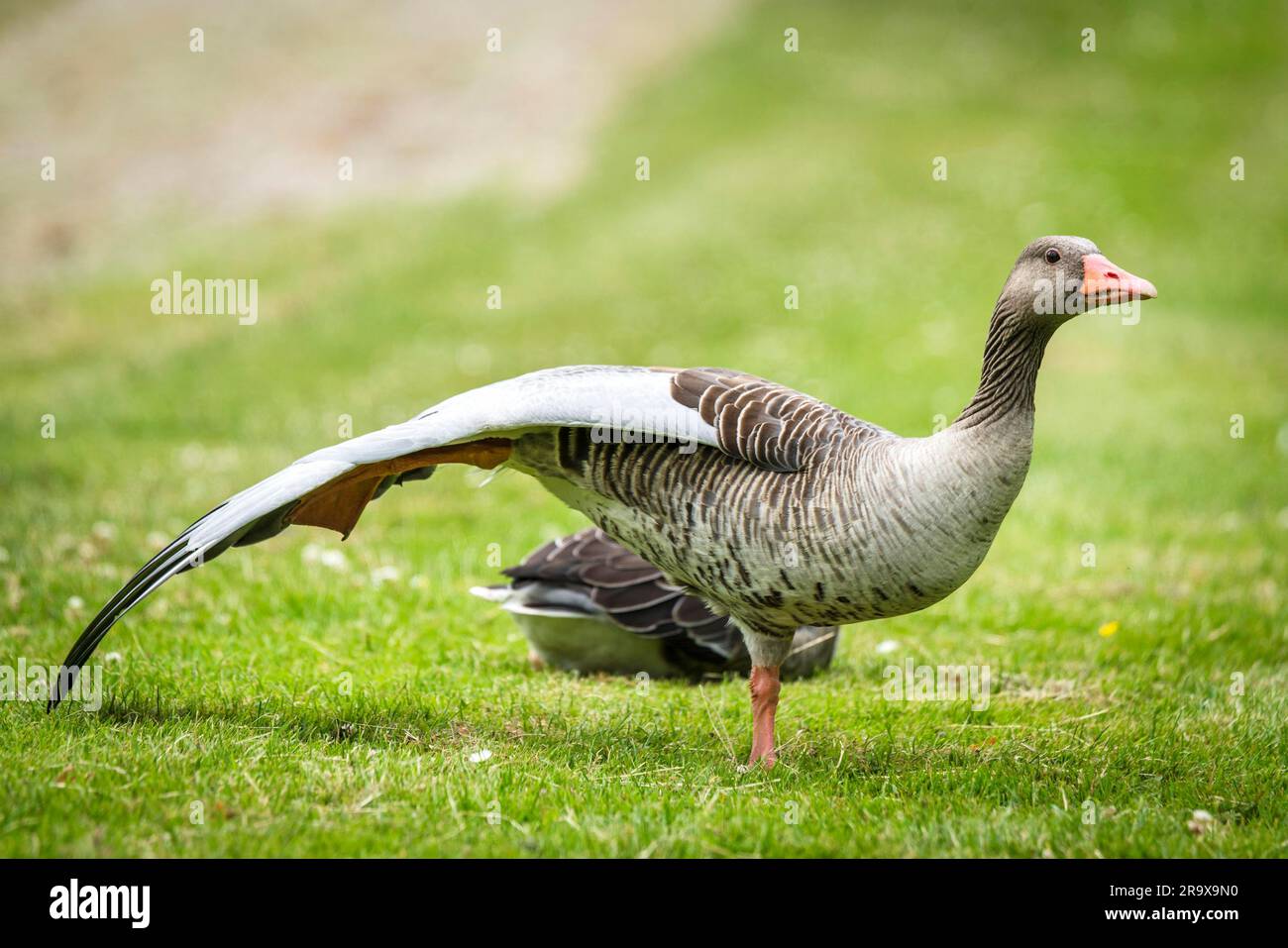Gans Stehen auf einem Bein mit großen Flügeln auf einem grünen Feld im Frühling Stockfoto