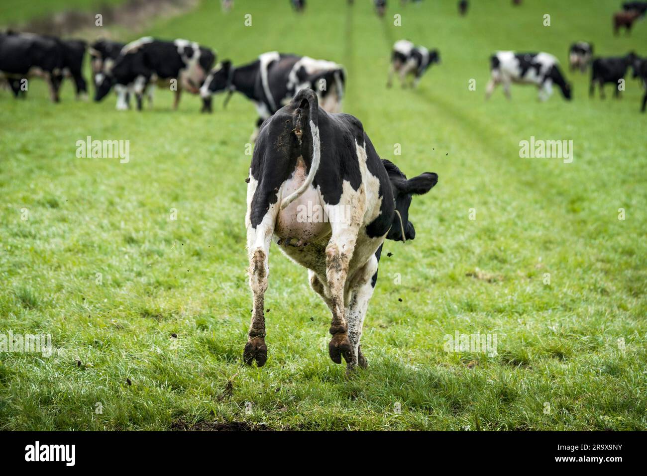 Schwarze und weiße Kuh springen in Freude auf ein Feld im Frühling mit Schlamm fliegen herum Stockfoto