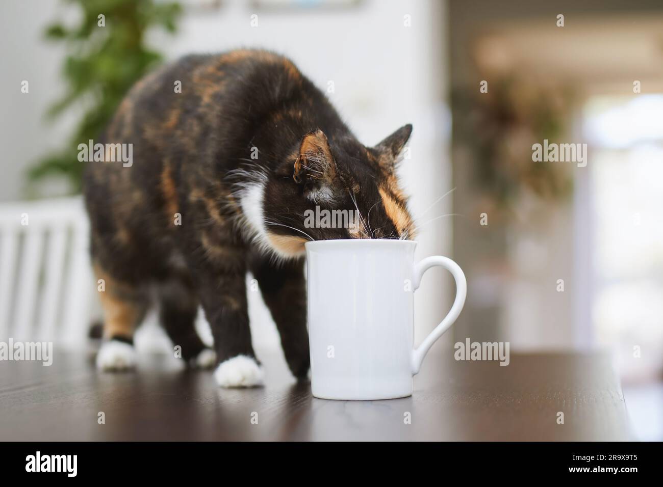 Die ungezogene Katze trinkt zu Hause aus dem Becher auf dem Esstisch. Haustier. Stockfoto