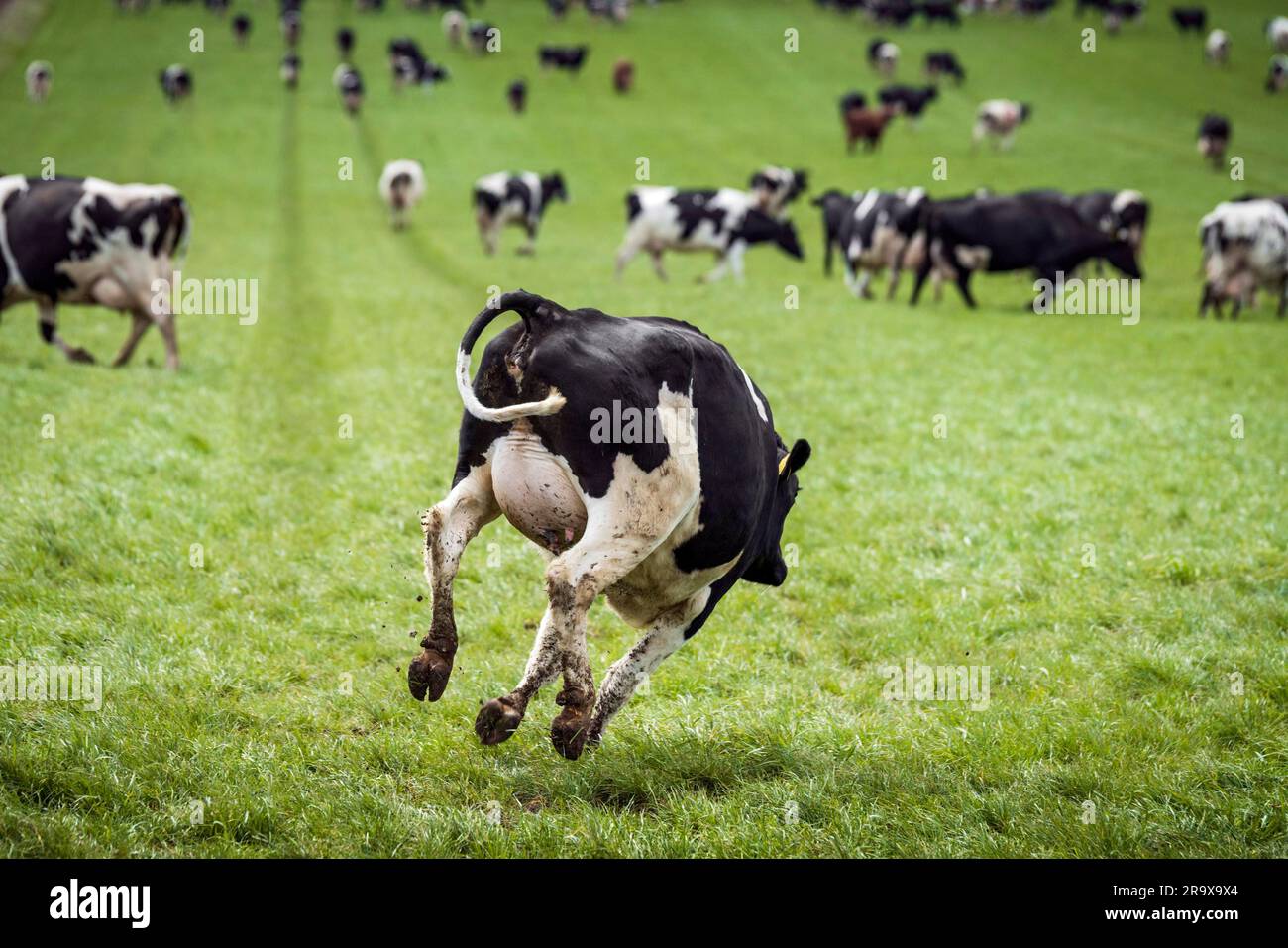 Happy Cow nach unten springen ein grünes Feld im Frühjahr am ersten Tag auf dem Gras Stockfoto