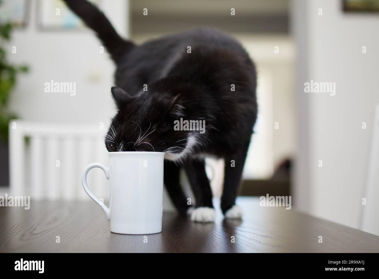 Die ungezogene Katze trinkt zu Hause aus dem Becher auf dem Esstisch. Haustier. Stockfoto