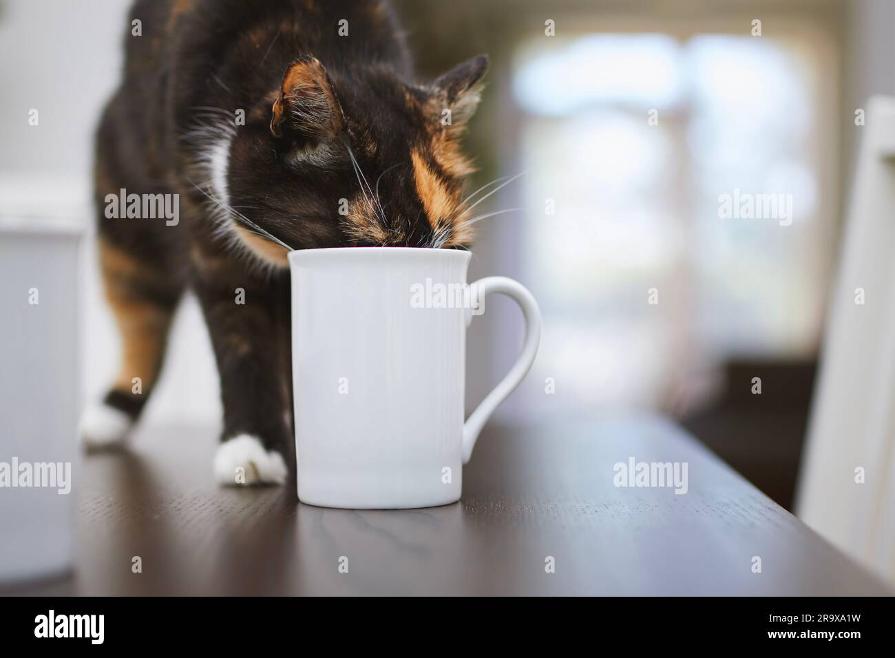 Die ungezogene Katze trinkt zu Hause aus dem Becher auf dem Esstisch. Haustier. Stockfoto