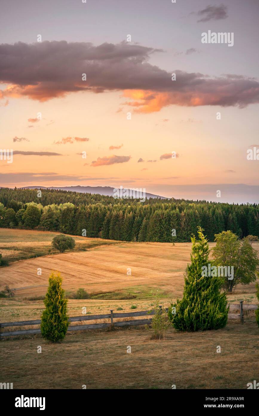 Ländliche Landschaft Landschaft im Sonnenuntergang mit trockenen Feldern und Grüner Pinienwald Stockfoto