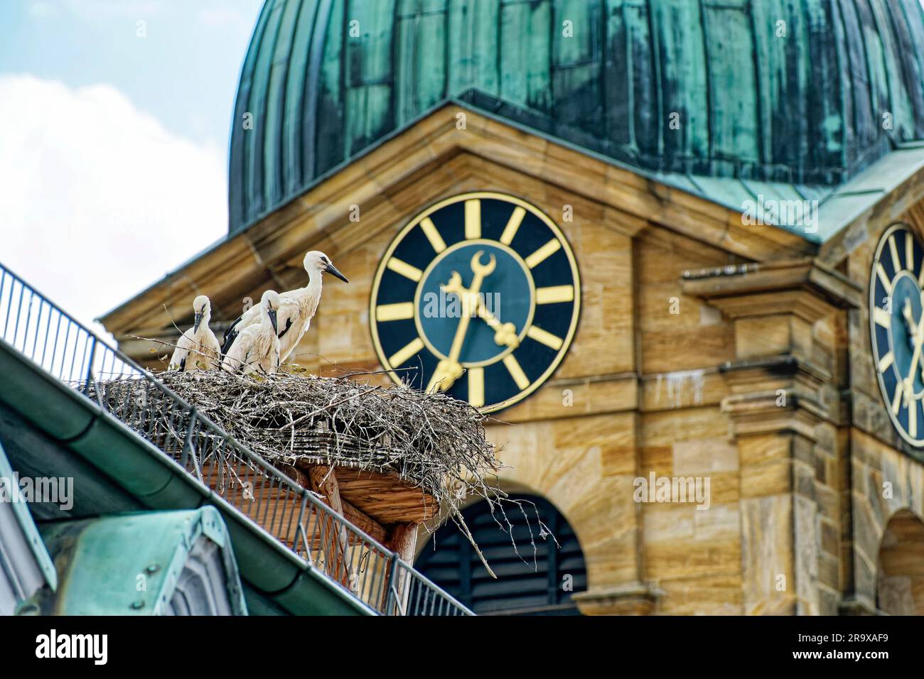 Weiße Störche (Ciconia ciconia), junge Störche im Nest, Bayern, Deutschland Stockfoto