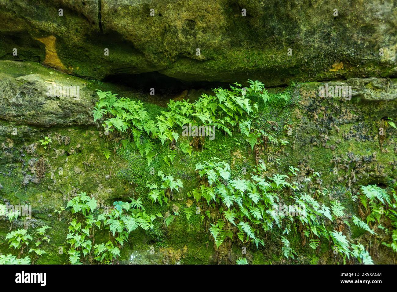 Farn und Moos auf einem Felsen. Die zerklüfteten Sandsteinblöcke sind typisch für die Sächsische Schweiz und die Nationalparkregion Sächsisch-Böhmische Schweiz. Malerweg durch die Sächsische Schweiz. Lohmen/Stadt Wehlen, Deutschland Stockfoto