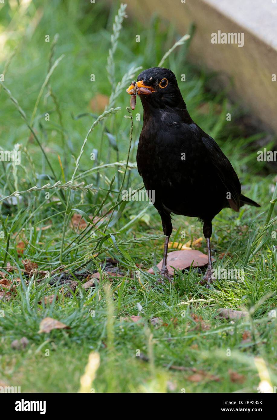 Blackbird Turdus merula, glänzende schwarze Gefieder-gelbe Augen und Schelmsammler-Würmer und Insekten zur Fütterung junger Nestlinge in der Sommersaison uk Stockfoto