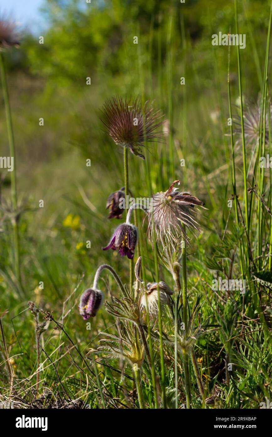 Pulsatilla pratensis, das kleine Pasqueflowe. Giftpflanze im Naturschutz. Stockfoto