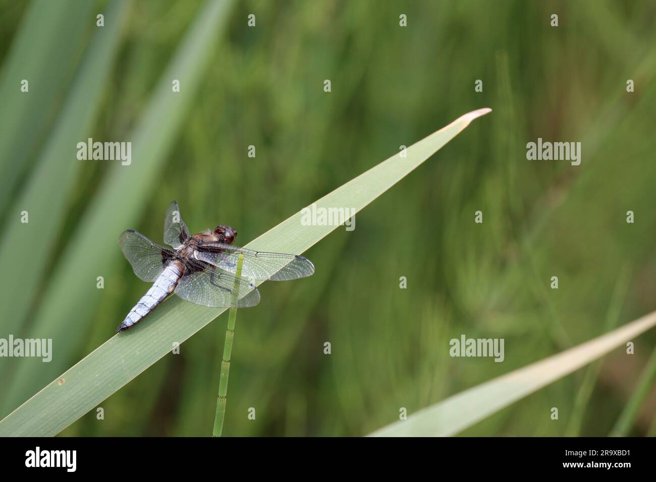 Breiter Körper Verfolger Libellula depressa, Himmelblau, männlicher flacher Bauch mit gelben Punkten an den Seiten dunkelbraune Flügelbasis hoch oben auf Ufervegetation Stockfoto