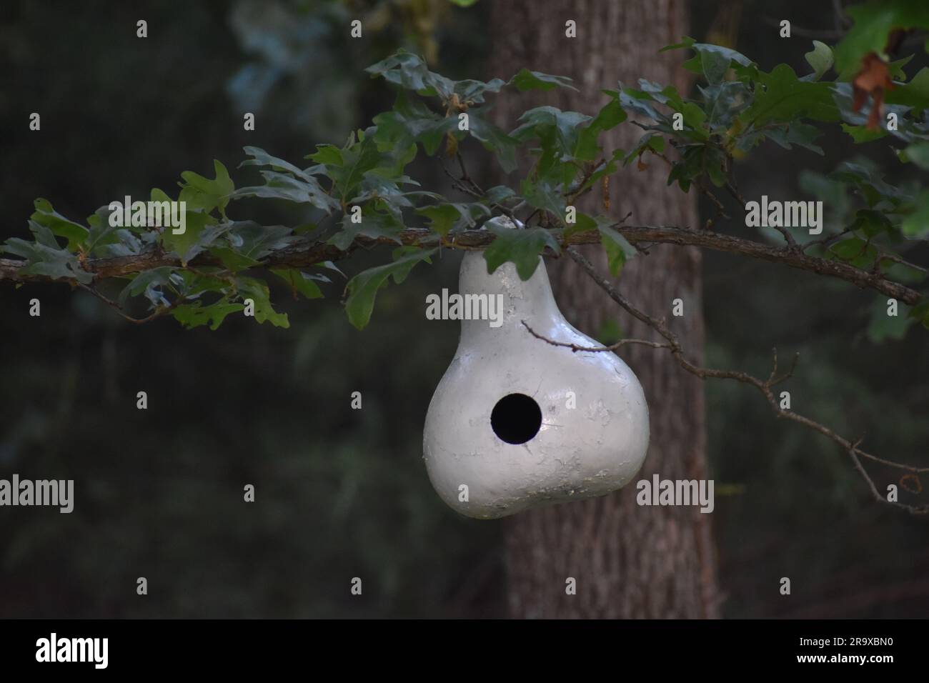 Ein Kürbis, der ausgehöhlt, weiß gestrichen und in einer Eiche aufgehängt wurde, um als Vogelhaus zu dienen. Helles Weiß vor dunklem Hintergrund. Stockfoto