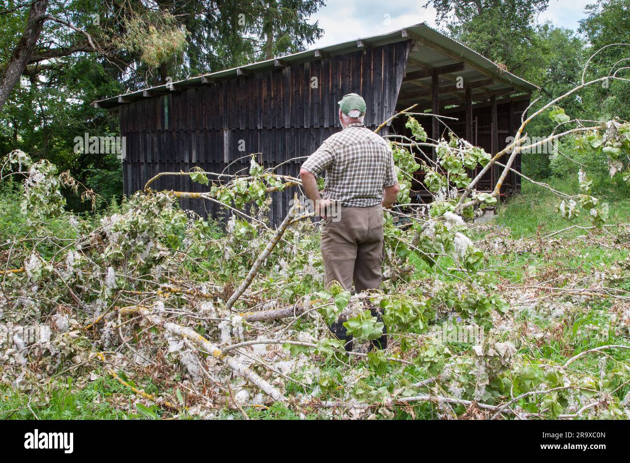 Der Bauer sieht sich die Schäden nach dem Sturm an. Er hatte Glück, der fallende Ast hat gerade seinen Werkzeugschuppen verpasst. Die durch extreme Witterungsbedingungen verursachten Schäden nehmen zu Stockfoto