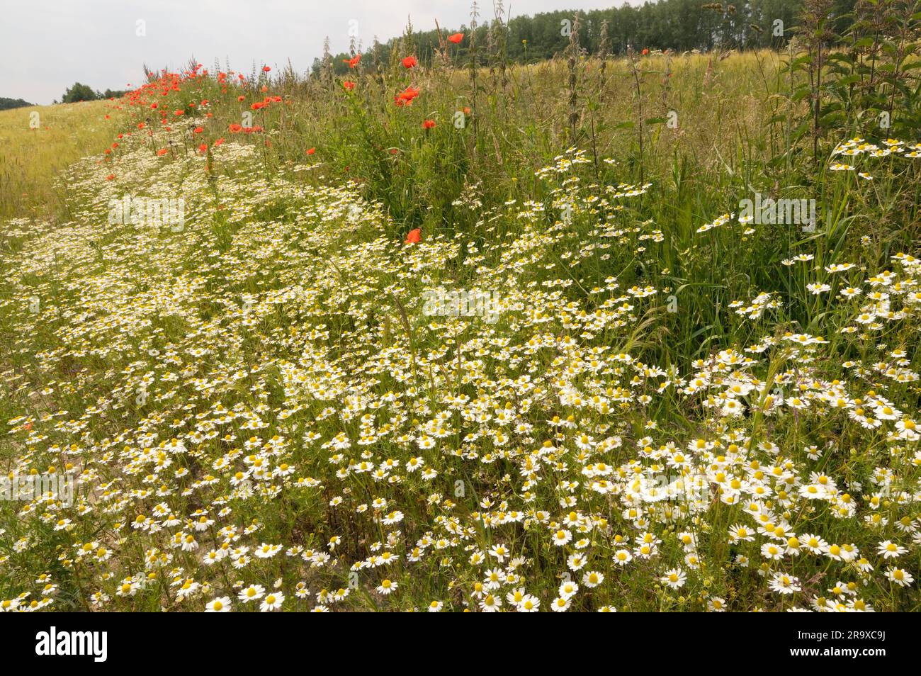 Anthemis arvensis (Anthemis arvensis), Wildfeld, Feldränder Stockfoto