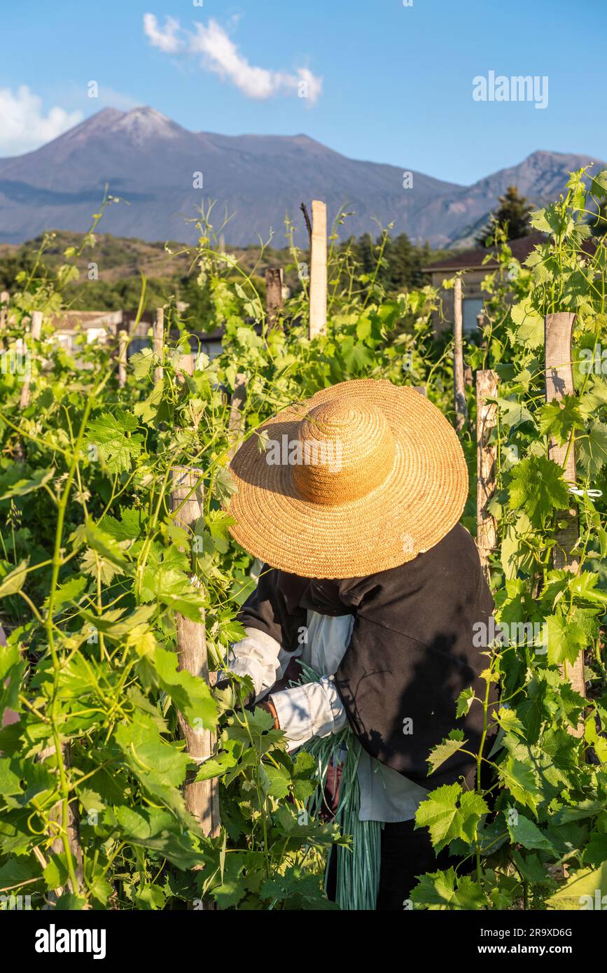 Sommerschnitt der Weinreben in einem der Weinberge Eredi di di Maio im sizilianischen Dorf Milo, hoch oben an den Hängen des aktiven Vulkans Ätna, im Hintergrund sichtbar. Die Arbeiten beginnen früh am Morgen, bevor die Hitze einsetzt (Sizilien, Italien) Stockfoto