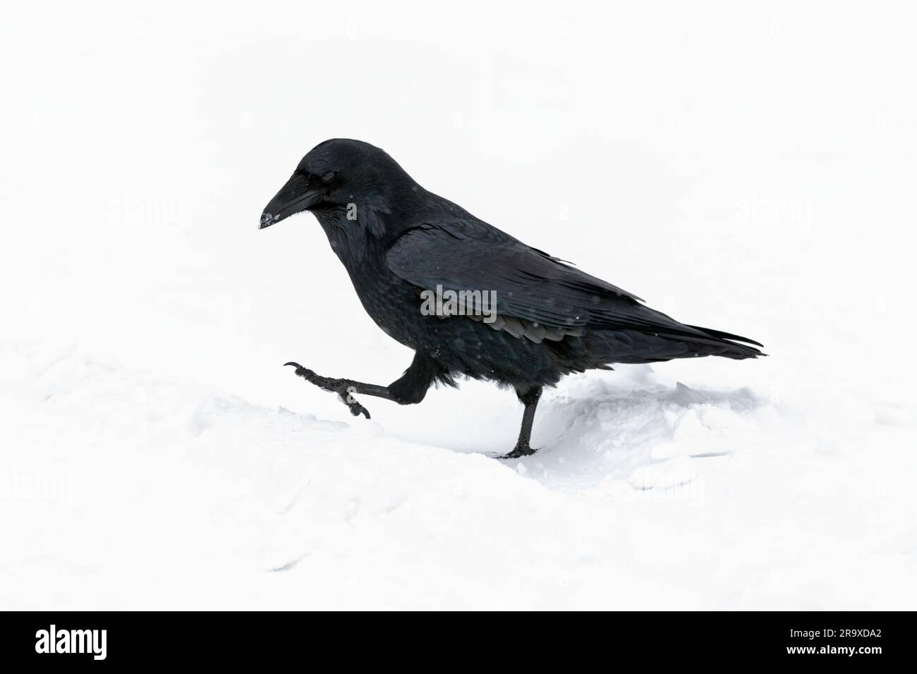 Raven, Corvus Corax, einen erwachsenen Vogel Wandern im Schnee während einer Schnee Dusche, Jasper, Kanada, November Stockfoto