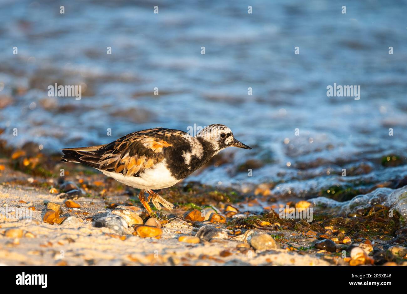 Drehsteinflug (Arenaria interpres), der zwischen Kieselsteinen und Steinen an einem Kiesstrand bei Ebbe in England, Großbritannien, steht. Stockfoto