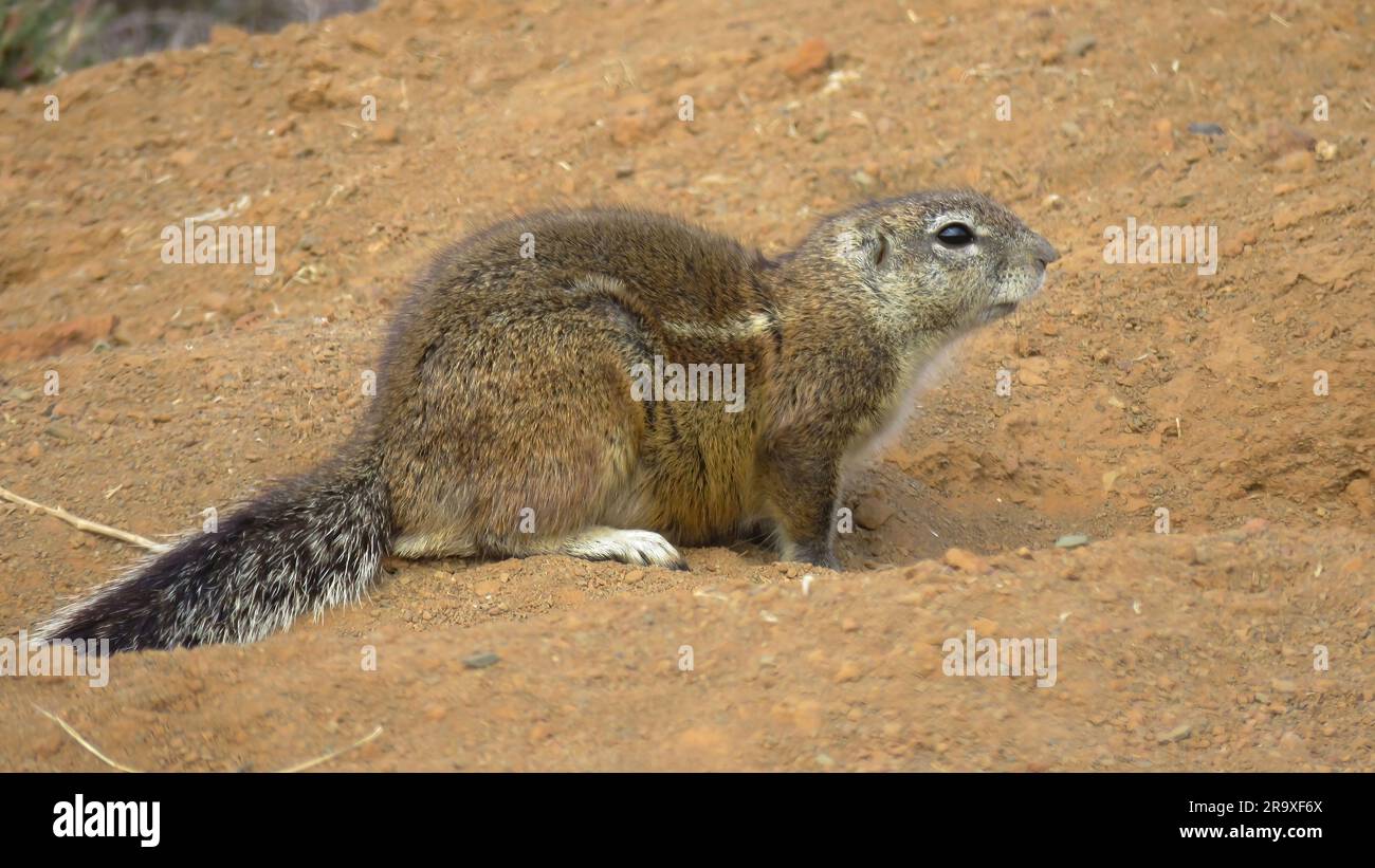 Soll ich, oder nicht? Stockfoto