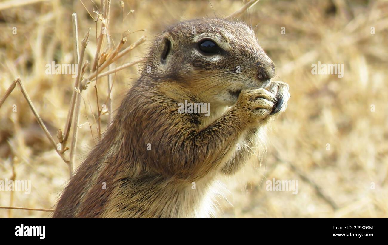 Ein leckerer Häppchen. Stockfoto