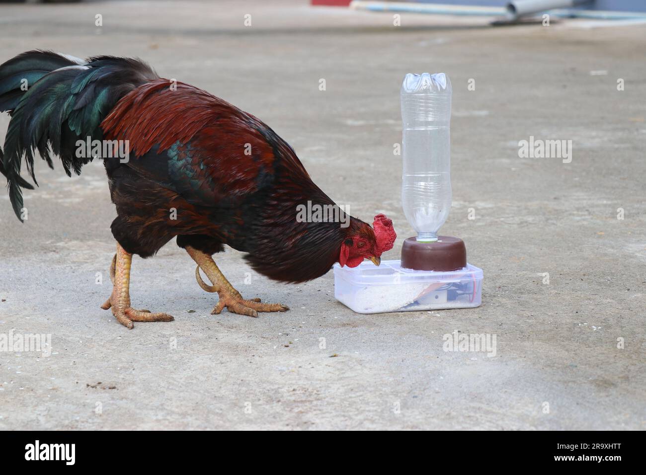 Hühnchen, die Reisgetreide aus einer iot-Haustierspendermaschine essen Stockfoto