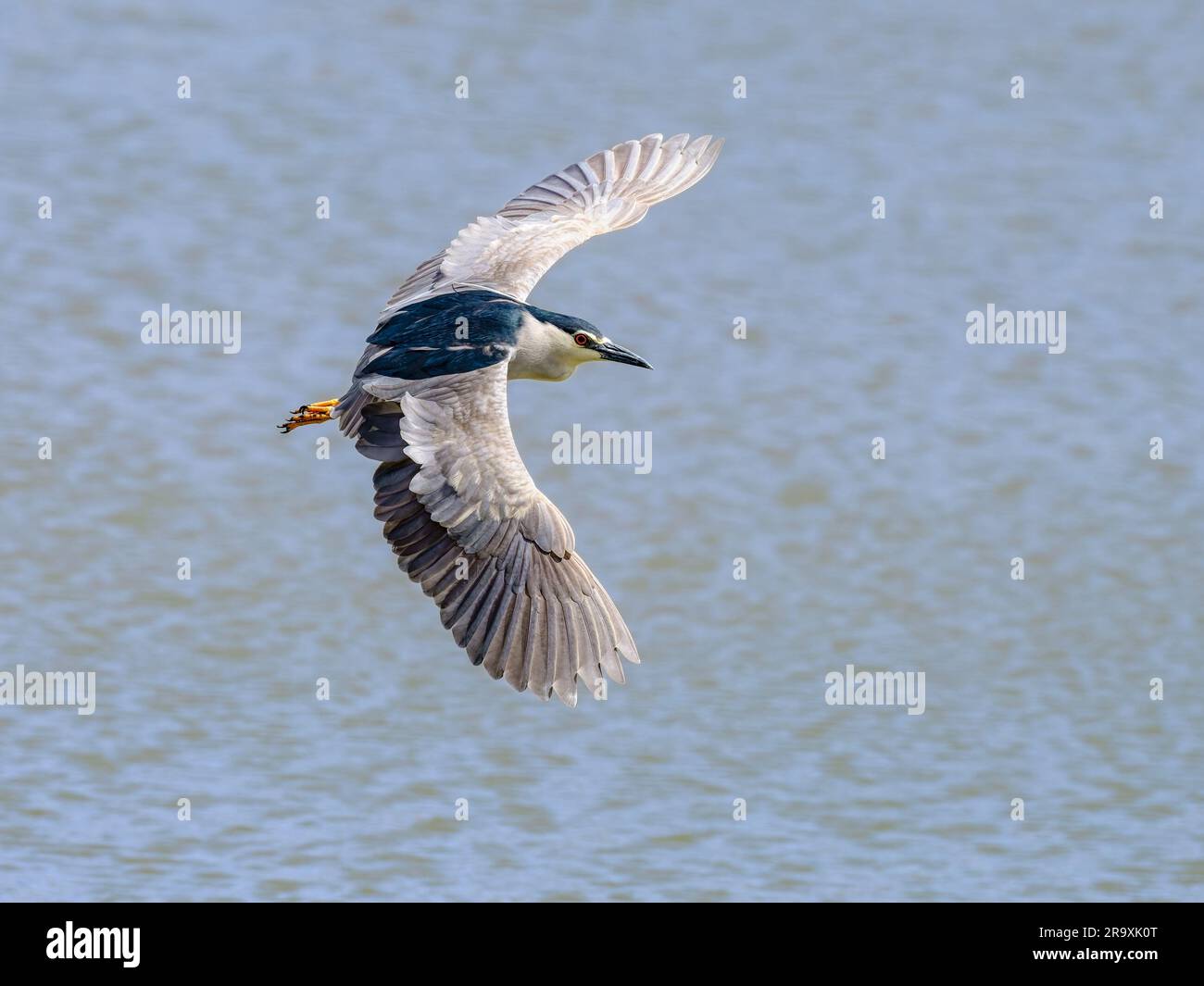 Schwarzkronen-Nachtreiher, Nycticorax nycticorax, erwachsener Vogel im Flug mit Spreizflügeln, Draufsicht, Gran Canaria, Spanien Stockfoto