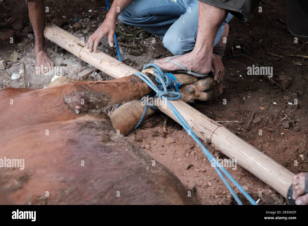 Zwei indonesische Männer fesseln den Fuß der Kuh, um Eid Al-Adha oder Idul Adha geopfert zu werden. Selektiver Fokus. Stockfoto