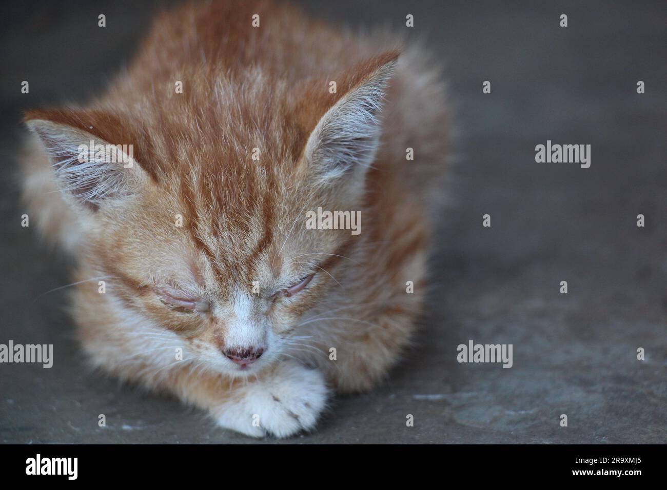 Schlafende Katze Stockfoto