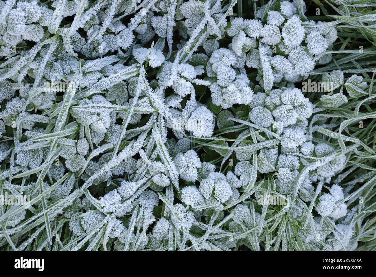 Unkraut und Gras auf der Zuteilung, bedeckt mit frühmorgendlichem Bodenfrost Stockfoto