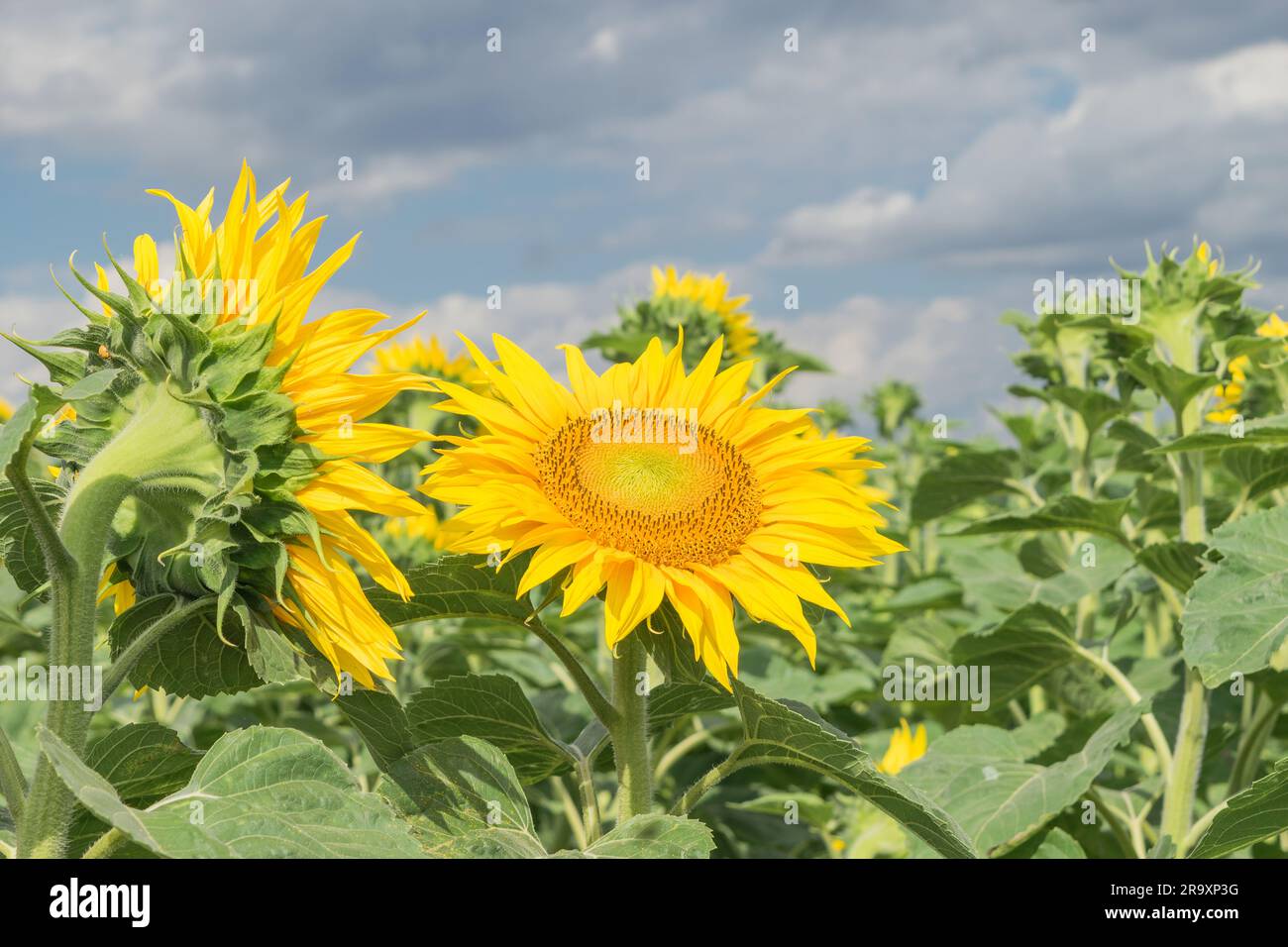 Sonnenblumen-Nahaufnahme bei Sonnenlicht Stockfoto