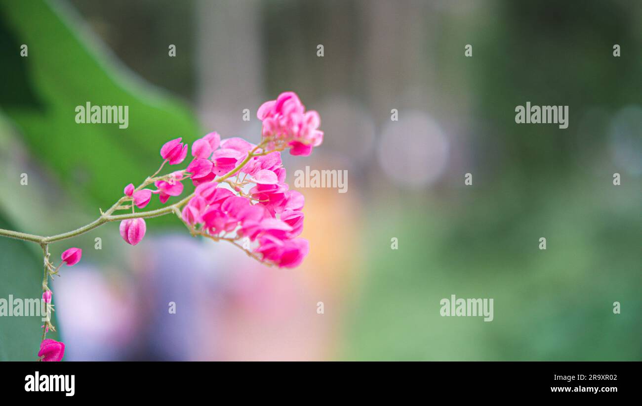 Lebhafte Gruppen mexikanischer Kriechblüten blühen auf einem schlanken Zweig, eingerahmt von einem weichen Hintergrund mit großem Kopierraum. Stockfoto