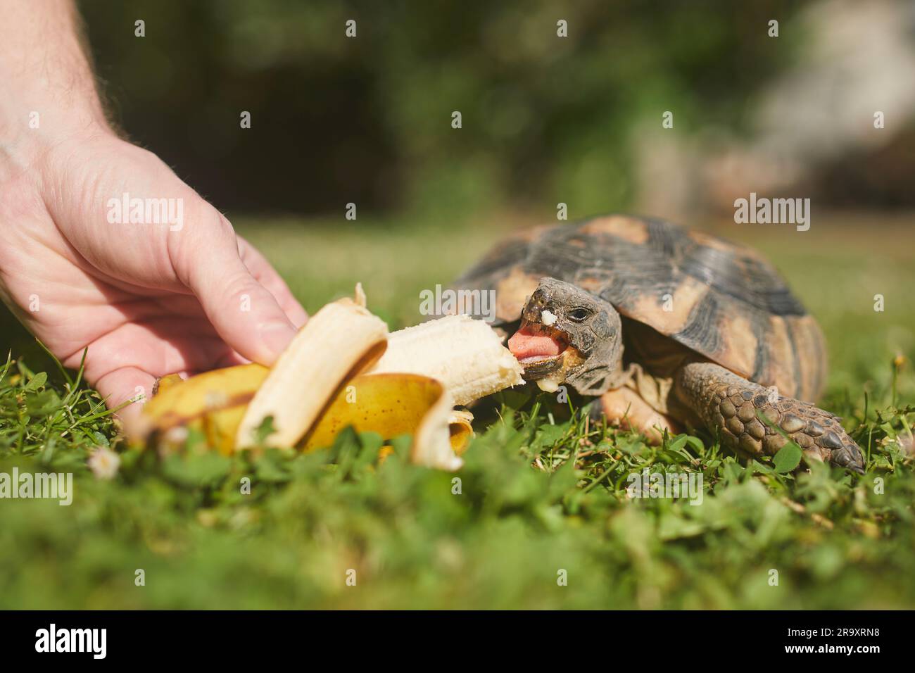 Haustierbesitzer gibt seiner Schildkröte eine reife Banane zum Essen im Gras im Garten. Haustier. Stockfoto