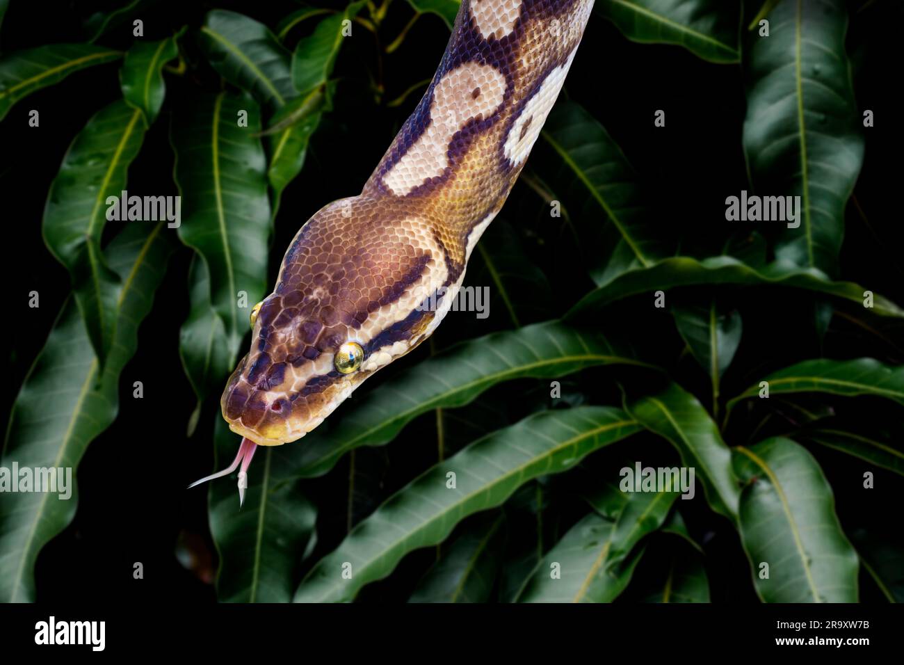 Maisschlange, Pantherophis guttatus, manchmal Rote Rattenschlange genannt, ist eine Art nordamerikanische Rattenschlange in der Familie Colubridae. Kopf mit Zunge Stockfoto