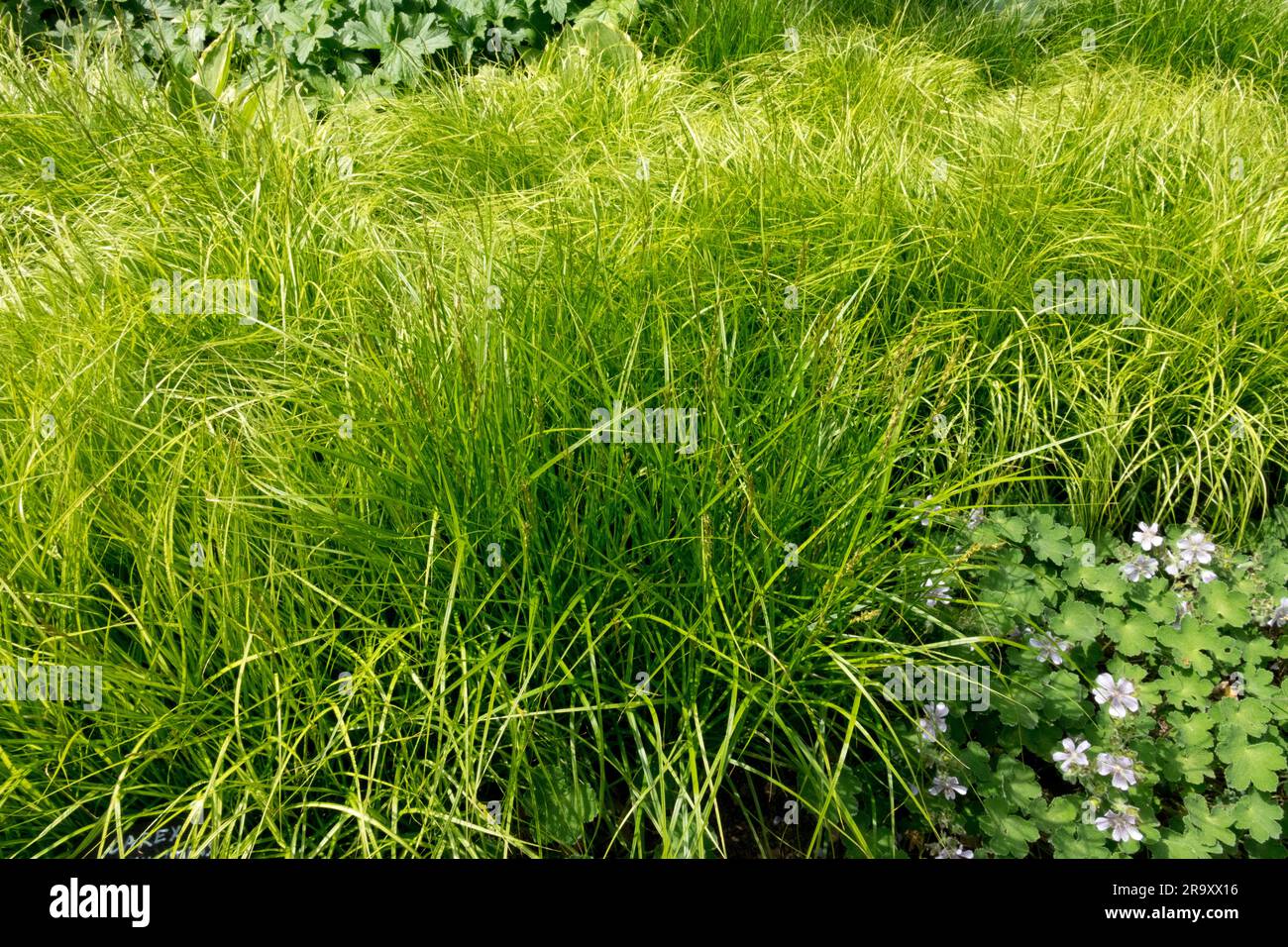 Garten, Sedge, Carex Muskingumensis „Eisbrunnen“, Gras, Anbau, Cranesbill, Geranium renardii Stockfoto