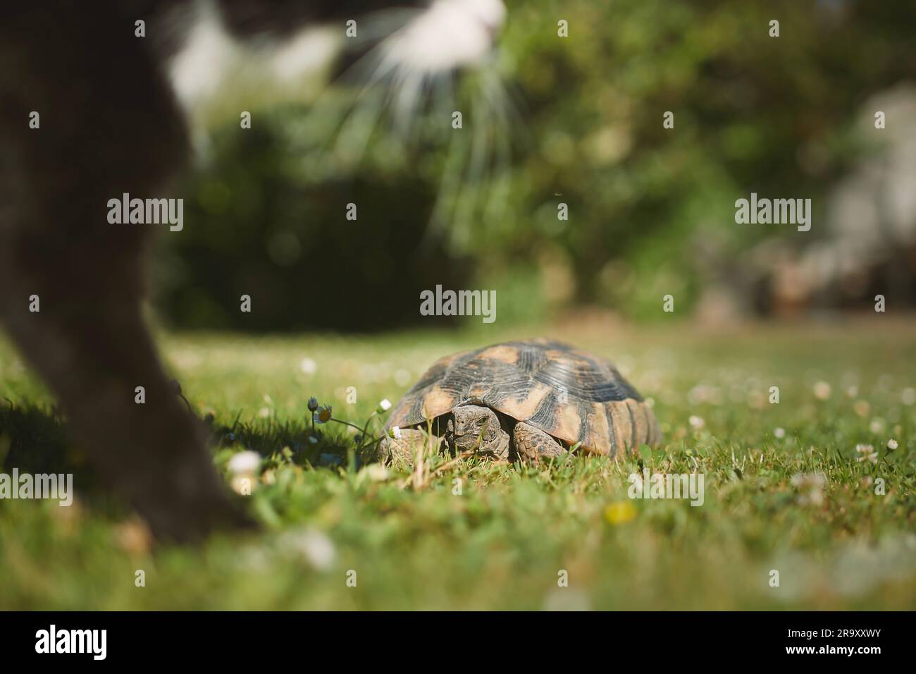 Schildkröte mit Katze zusammen im Garten an sonnigen Sommertagen. Süße Schildkröte, die im Gras krabbelt. Stockfoto
