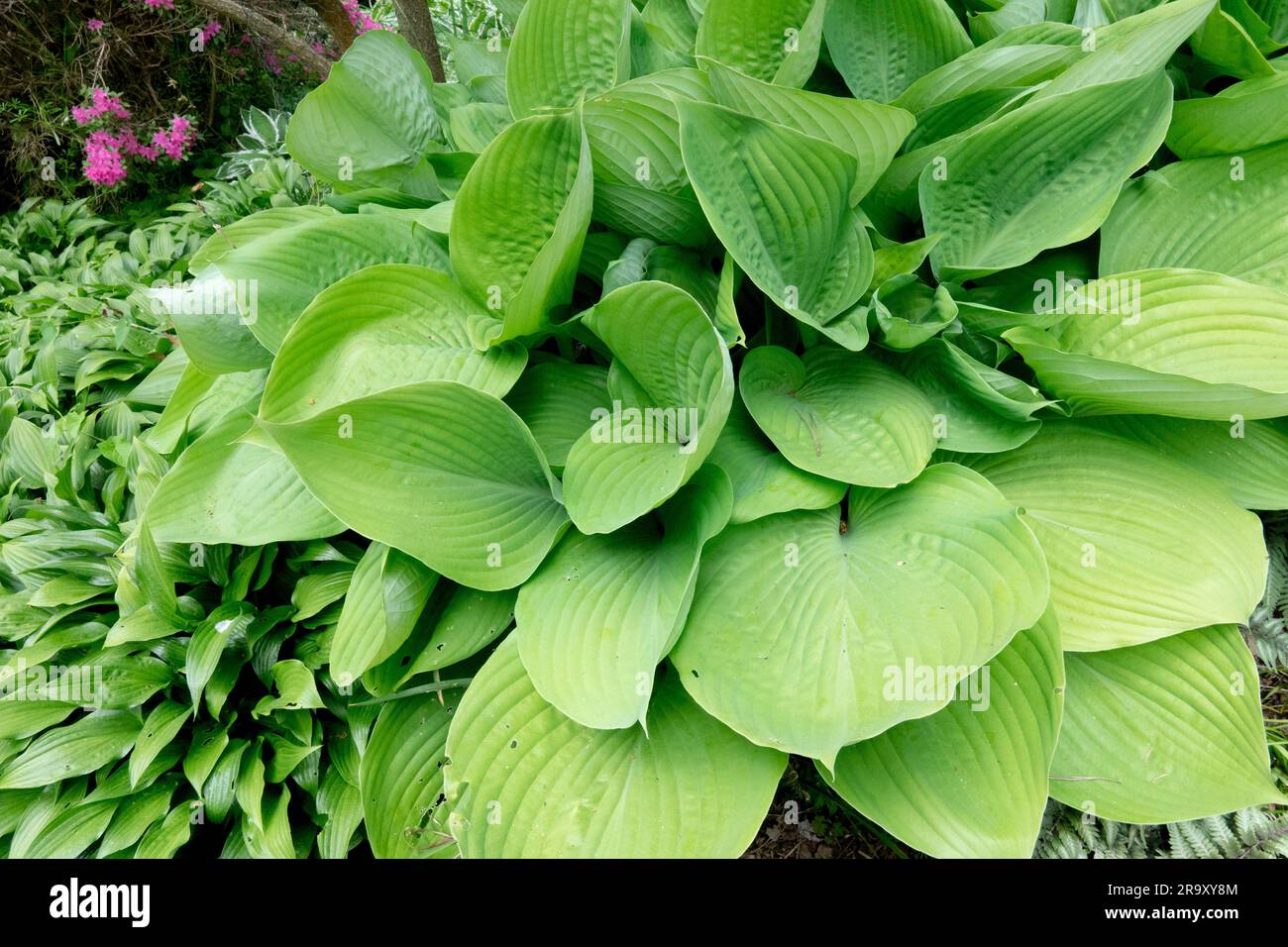 Plantain Lily, Hosta „Sum and Substance“, Funkia, Garden, Hostas Stockfoto