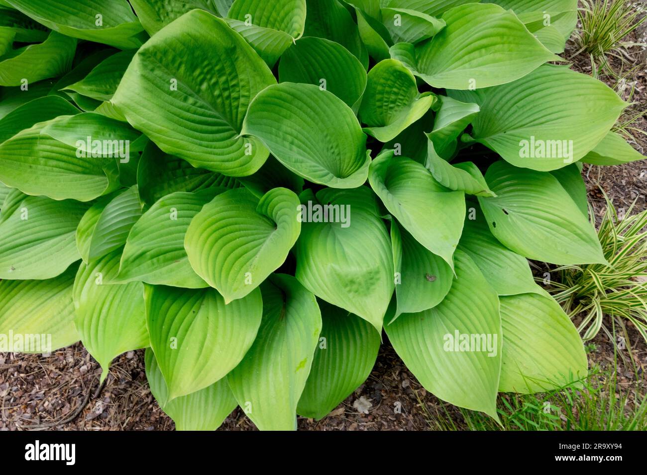 Groß, Blätter, Plantain Lily, Sum and Substance, Hardy, Hosta, Funkia, Laub, Garten Stockfoto
