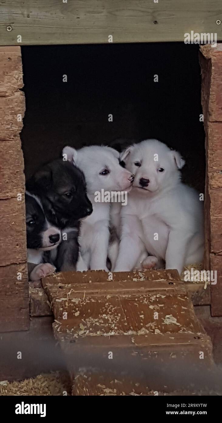 Bild einer Gruppe von Husky-Welpen, die aus einer hundehütte in einer Husky-Station in Norwegen neugierig aussehen Stockfoto