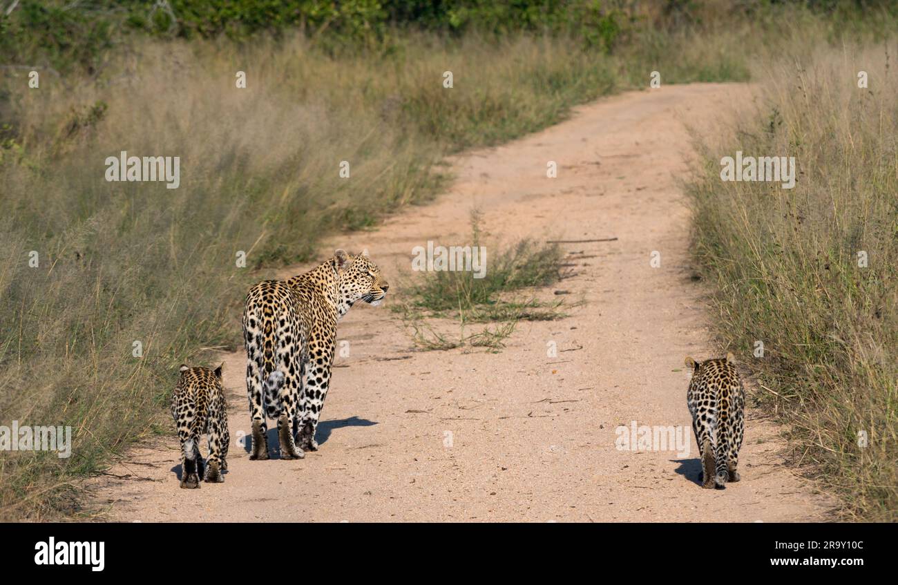 Weibliche Leopardin (Panthera pardus), die mit zwei jungen Jungen im Großen Kruger-Nationalpark, Südafrika, auf einem Dreckspfad spaziert Stockfoto