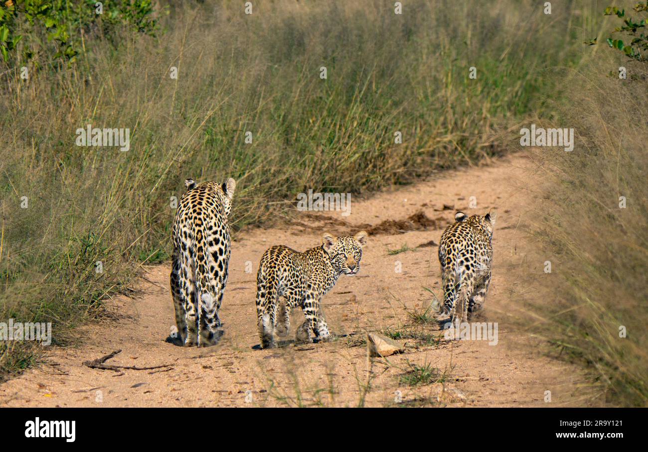 Weibliche Leopardin (Panthera pardus), die mit zwei jungen Jungen im Großen Kruger-Nationalpark, Südafrika, auf einem Dreckspfad spaziert Stockfoto