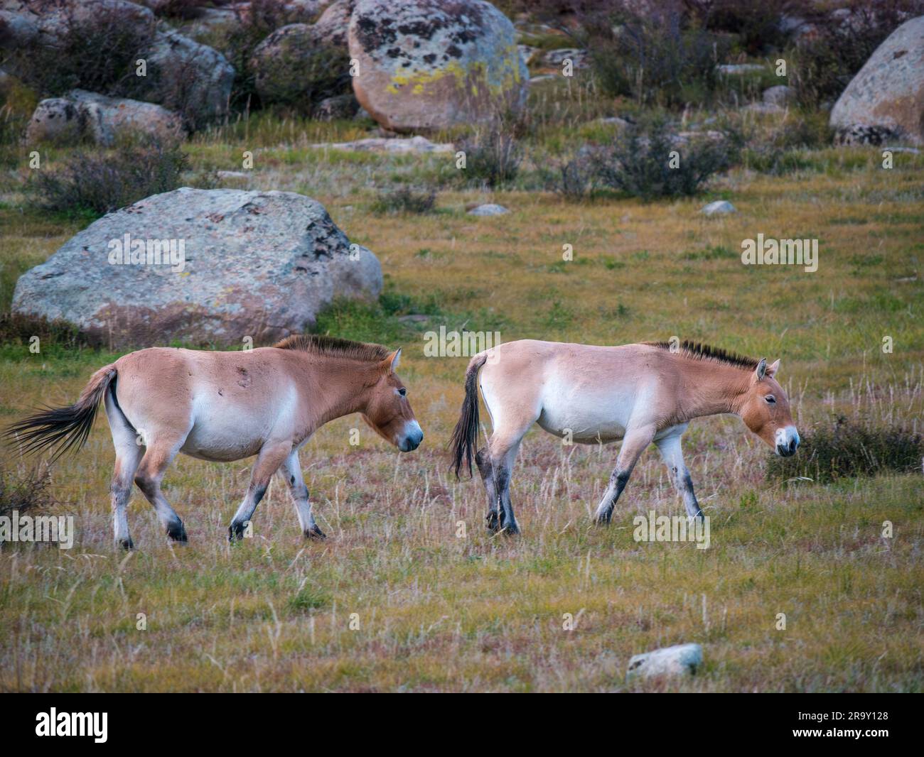 Przewalskis Wildpferde (Dzungarisches Pferd oder Equus ferus przewalskii) im Hustai-Nationalpark, Mongolei, Asien Stockfoto