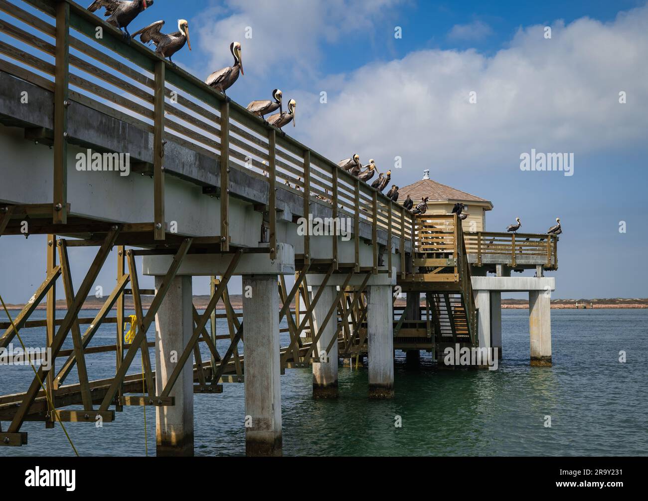 Pier oder Dock, über Wasser, mit braunen Pelikanen und Kormoranvögeln hoch oben auf dem Geländer, auf der Suche nach Nahrung. Stockfoto