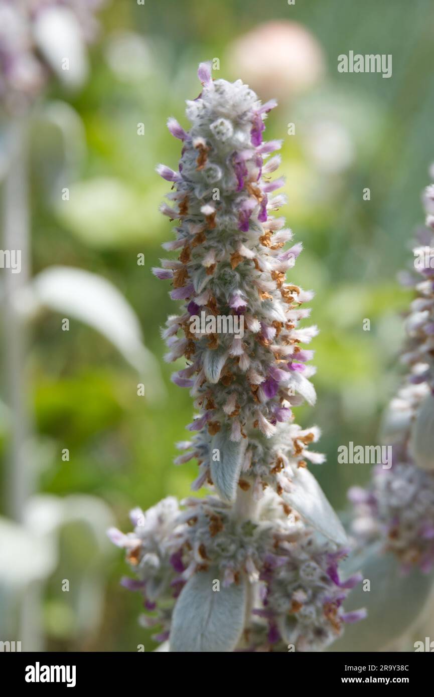 Silbergrau und violett filzte Sommerblumenspitze von Lamb's Ears Stachys byzantina im britischen Garten June Stockfoto