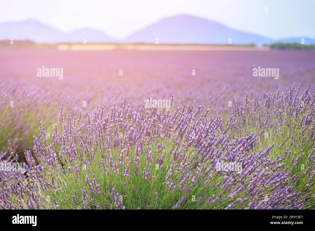 Lavendelfelder Valensole Forcalquier Alpes-de-Haute-Provence Provence-Alpes-Cote d'Azur Frankreich Stockfoto