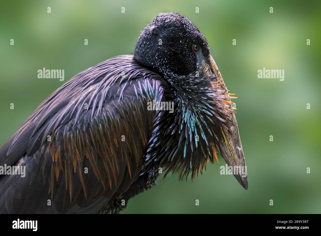 Afrikanischer Entenschnabel (Anastomus lamelligerus), in Afrika südlich der Sahara und im Westen Madagaskars einheimische Storcharten Stockfoto