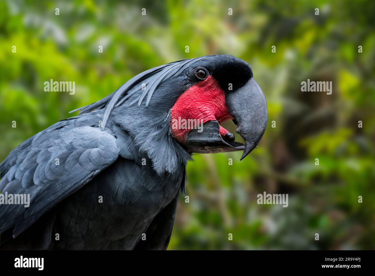 Probosciger aterrimus goliath Fotos und Bildmaterial in hoher